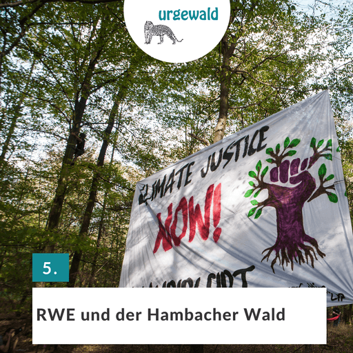 Hambacher Wald