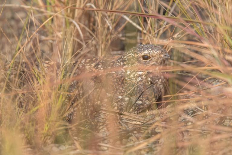 nightjar in the high grass